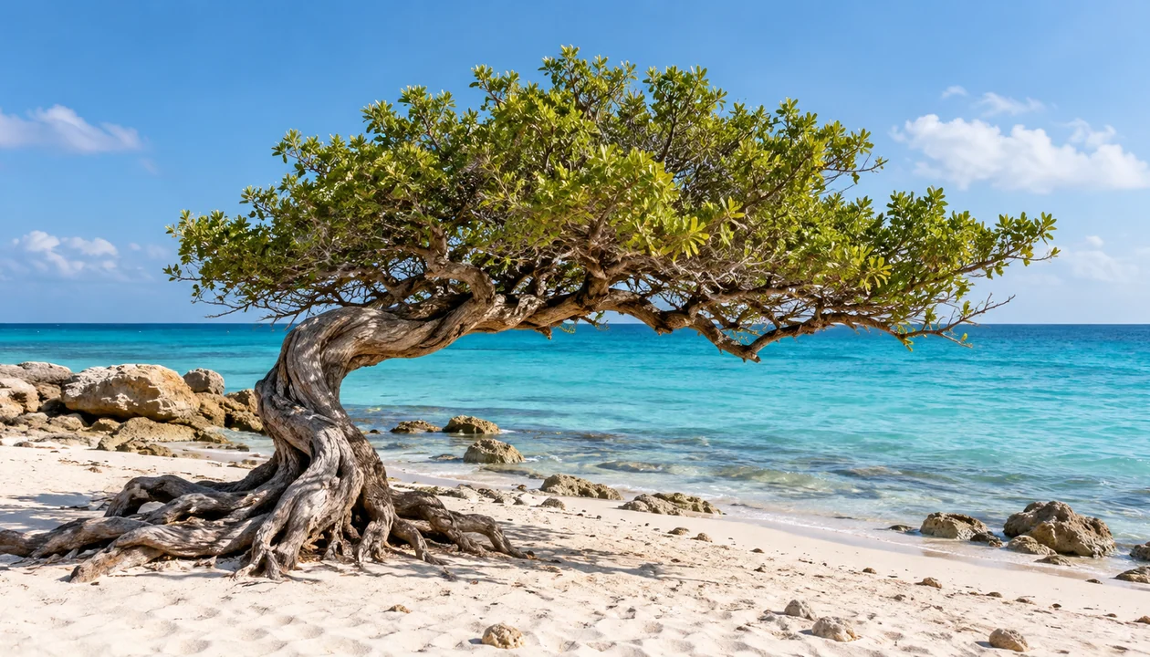 A wind-shaped coastal tree on white sand beside clear turquoise water